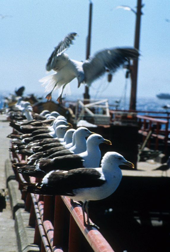 Valparaíso, Chile 1996