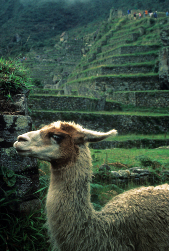 Machu Picchu, Peru 1996