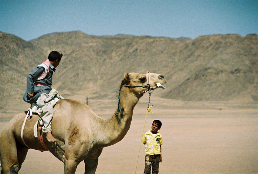 Camel Races near Nuweiba, Egypt 2010 Camel Races near Nuweiba, Egypt 2010