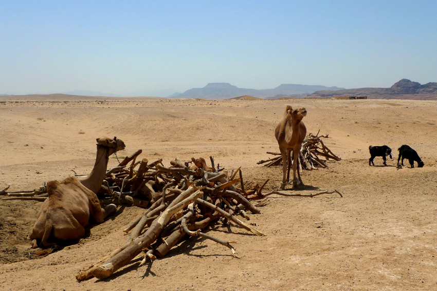 Wadi Rum, Jordan 2010